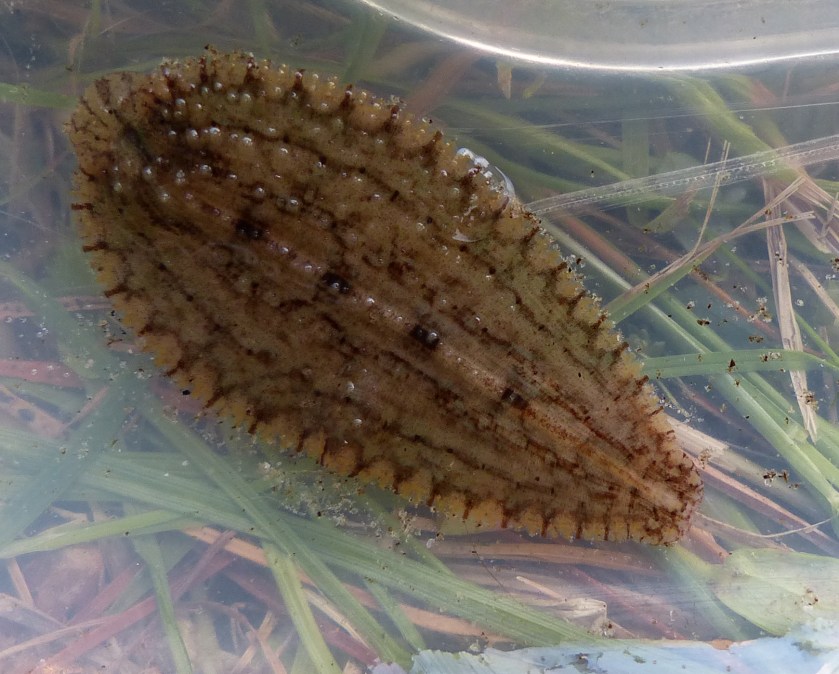 Leech or flatworm, Heald Pond, July 2013. One inch?