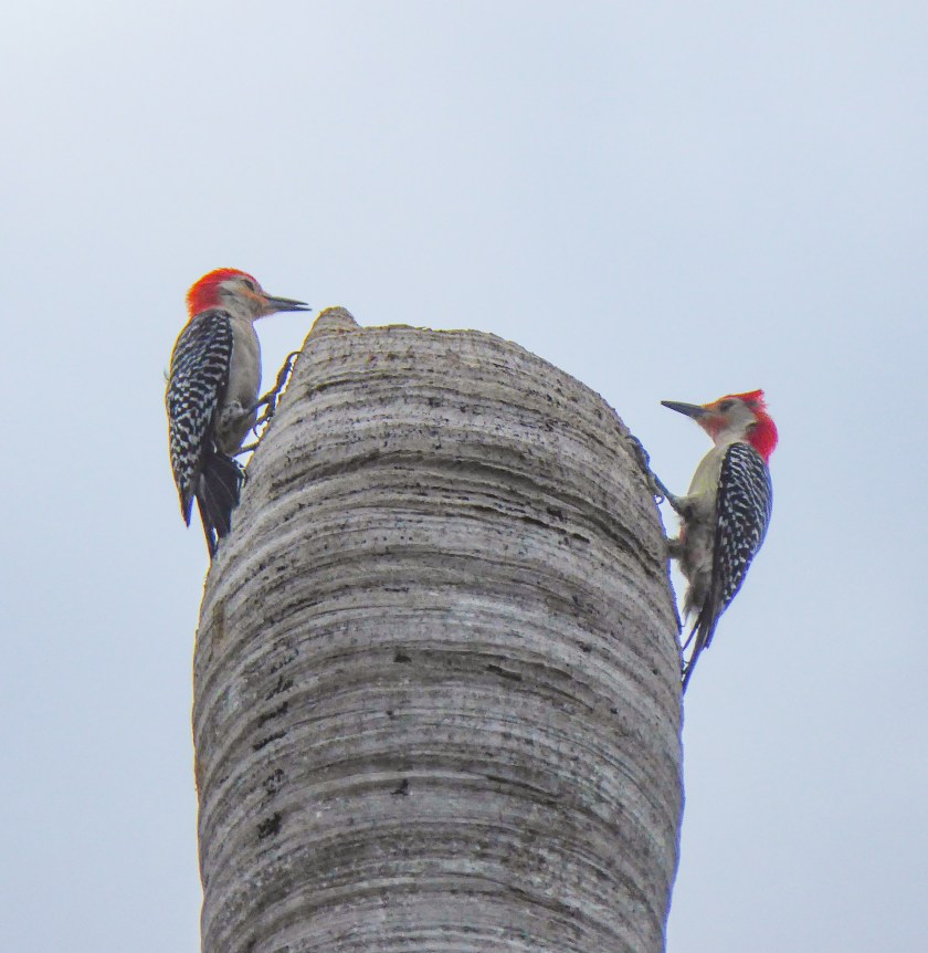 The Red-bellied Woodpecker (Melanerpes carolinus