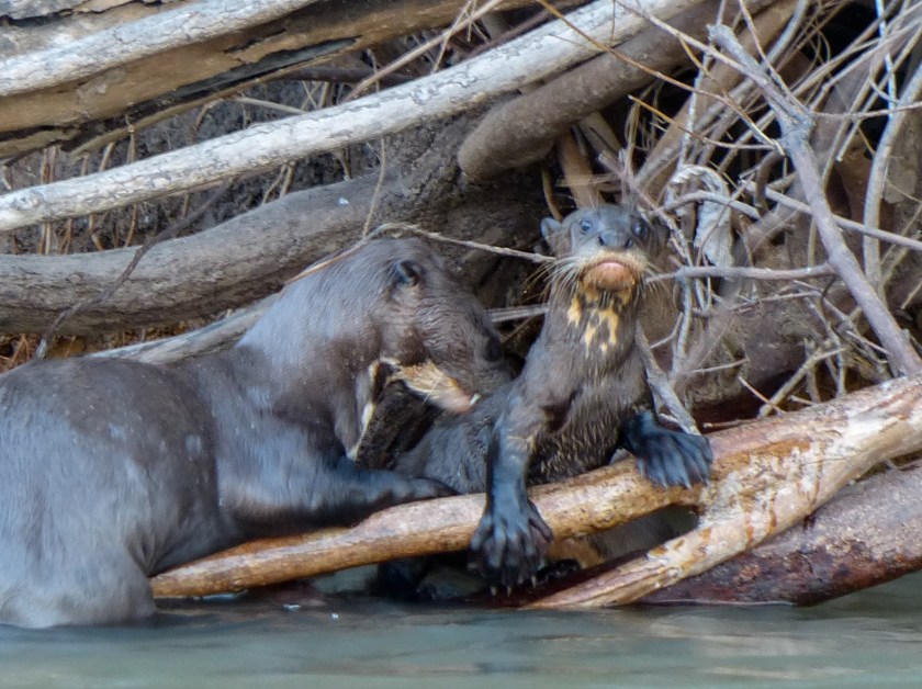 Evening grooming sessions, in next few shots and videos