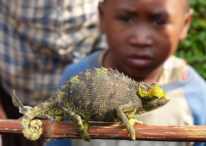 The Malagasy think chameleons are evil spirits