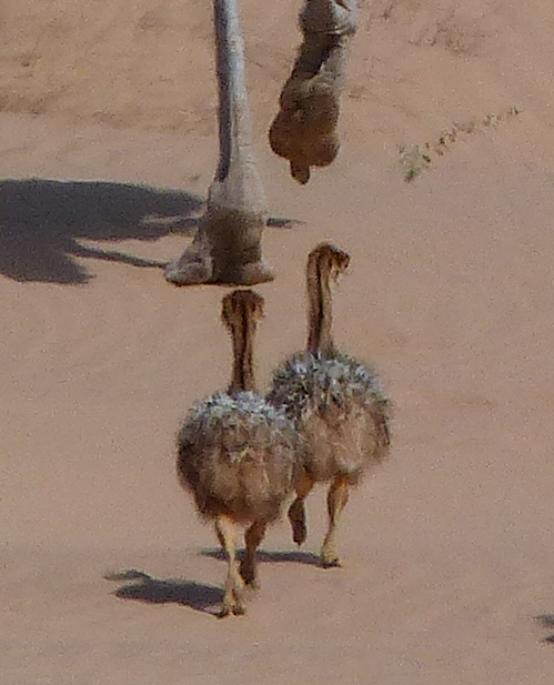 Male ostrich and chicks; female was also nearby.