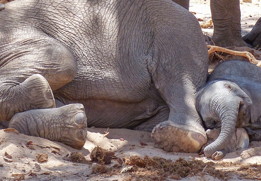 Elephant naptime
