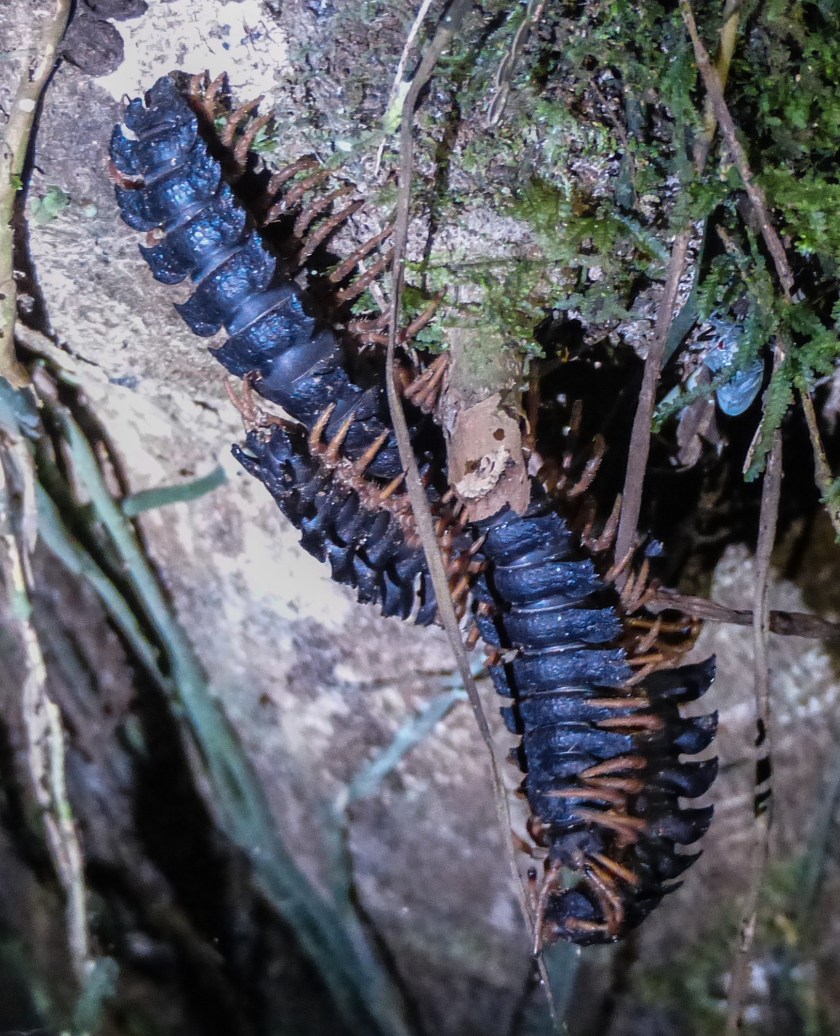 Millipedes mating