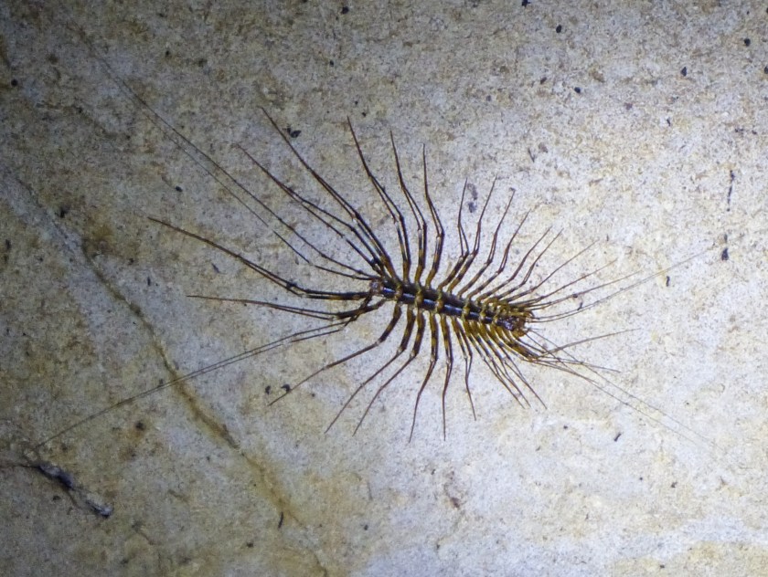 Long-legged centipede, a cave-dweller