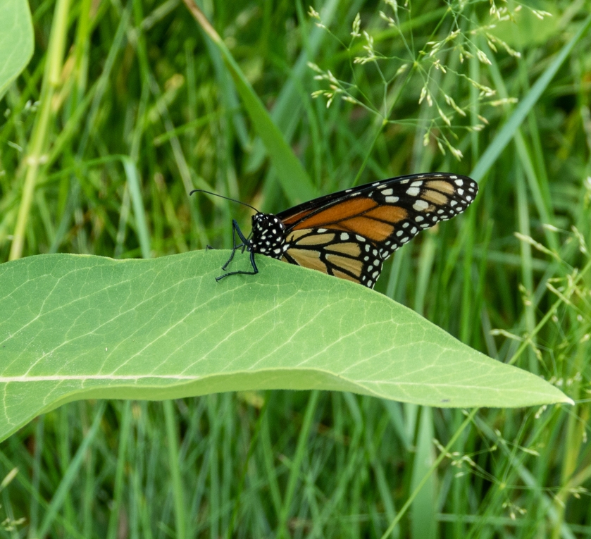 Monarch laying egg