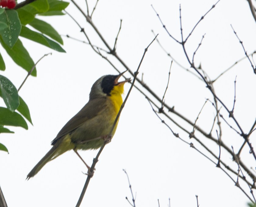 Common Yellowthroat