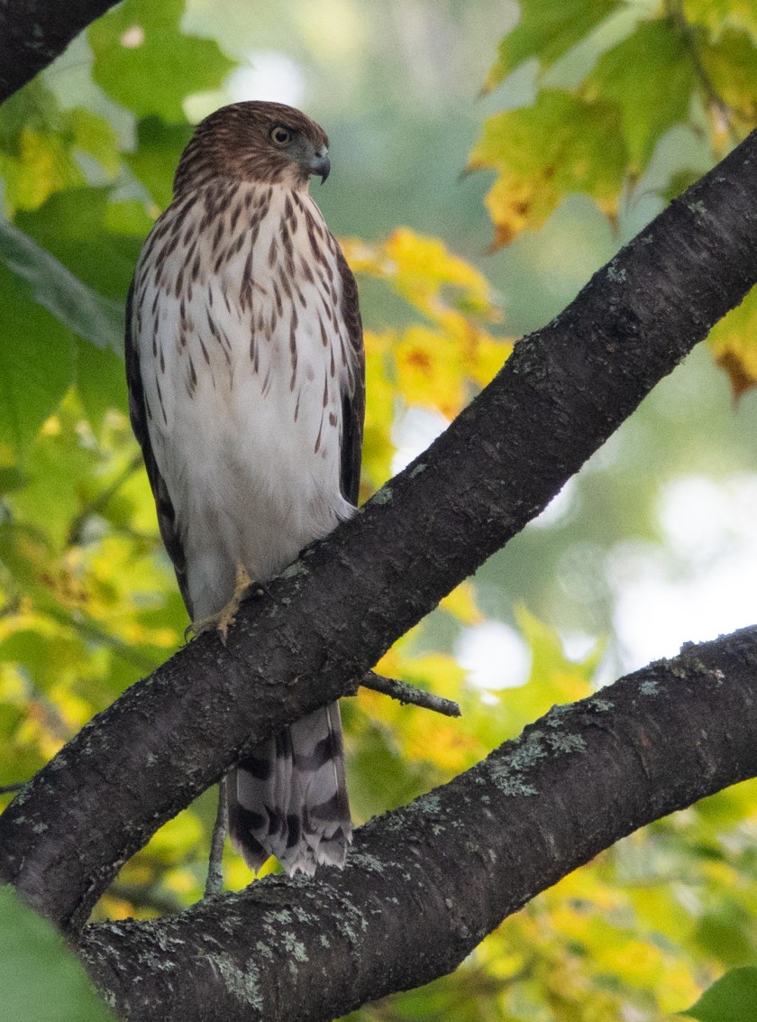 Immature broadwinged hawk