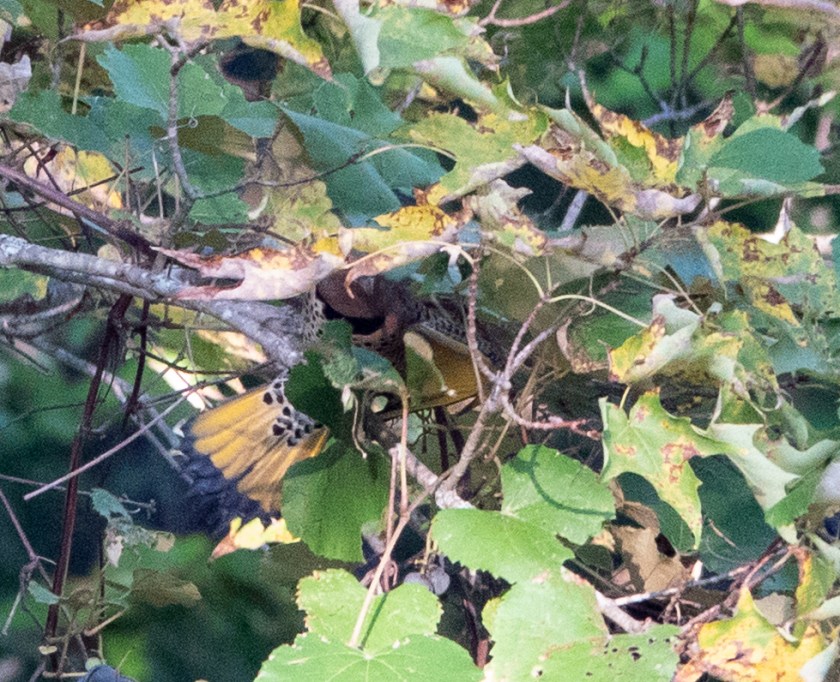 Northern Flicker