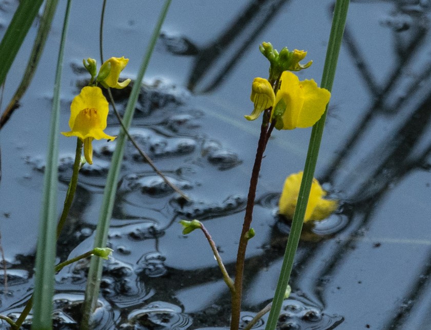 Horned Bladderwort