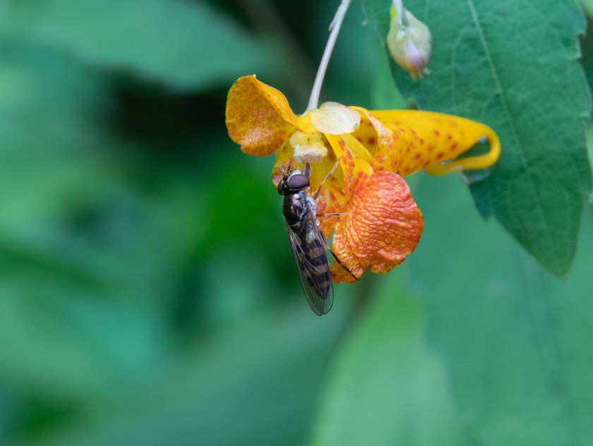 Spotted Touch-me-Not, or Jewelweed