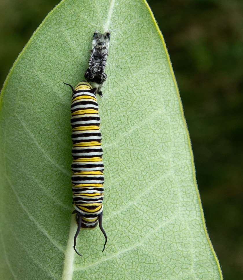 Monarch caterpillar moulting