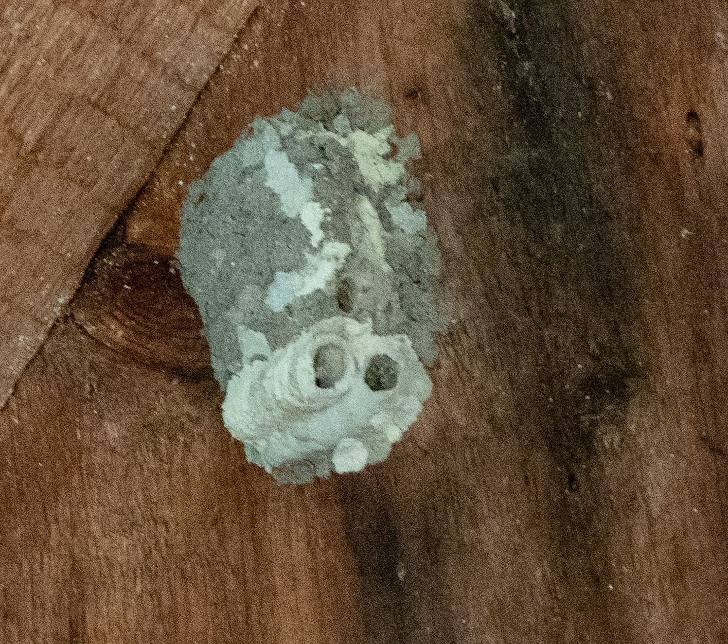 Mud dauber wasp nest
