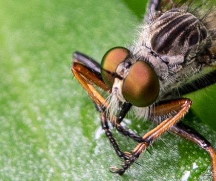 Friendly Robber Fly, Efferia aestuans