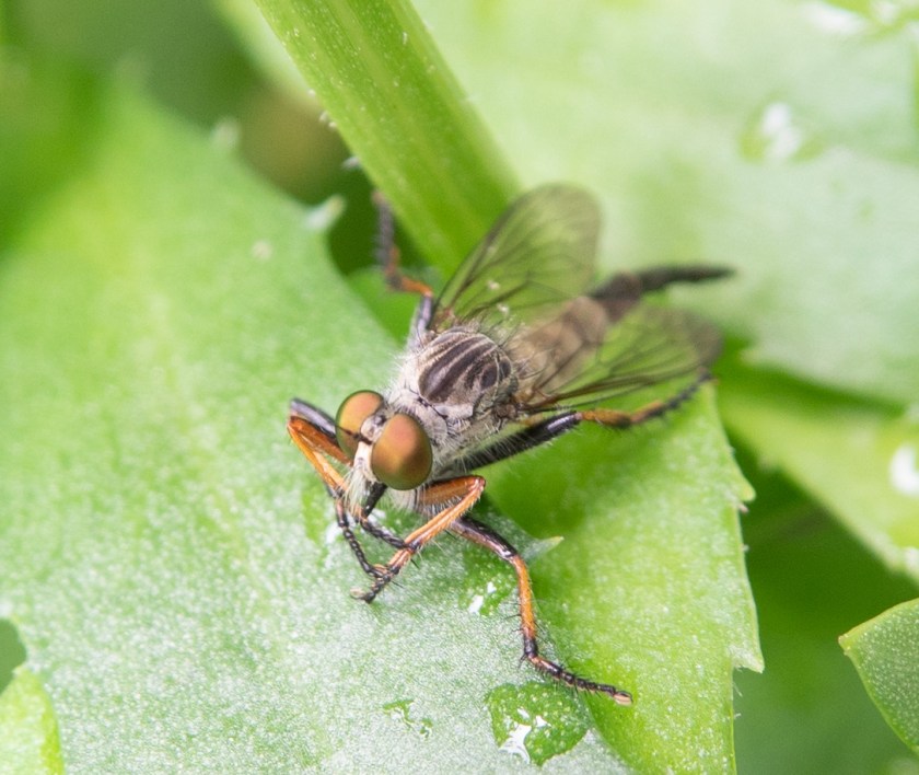 Friendly Robber Fly, Efferia aestuans