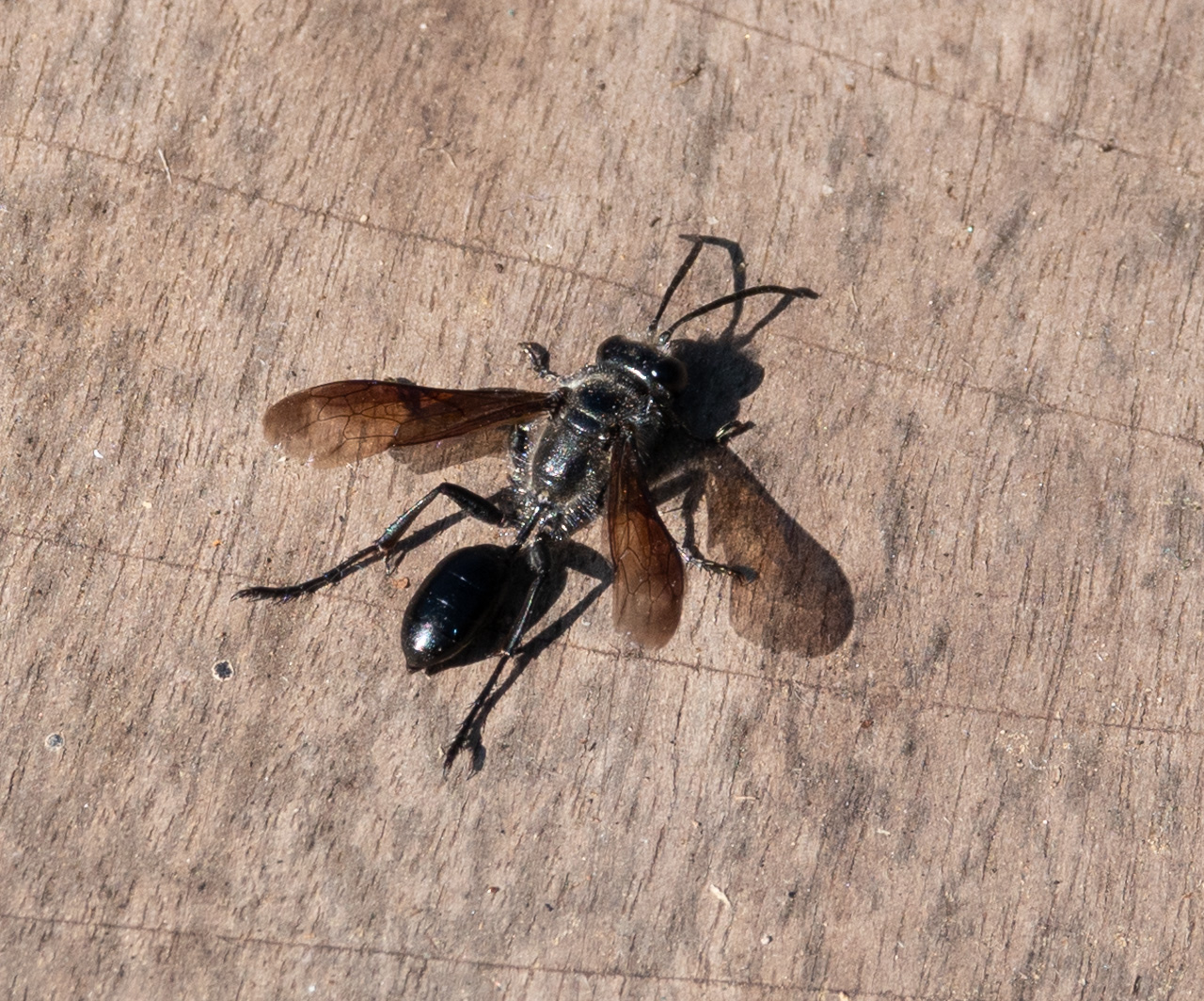 Grass-carrying wasp, Isodontia mexicana