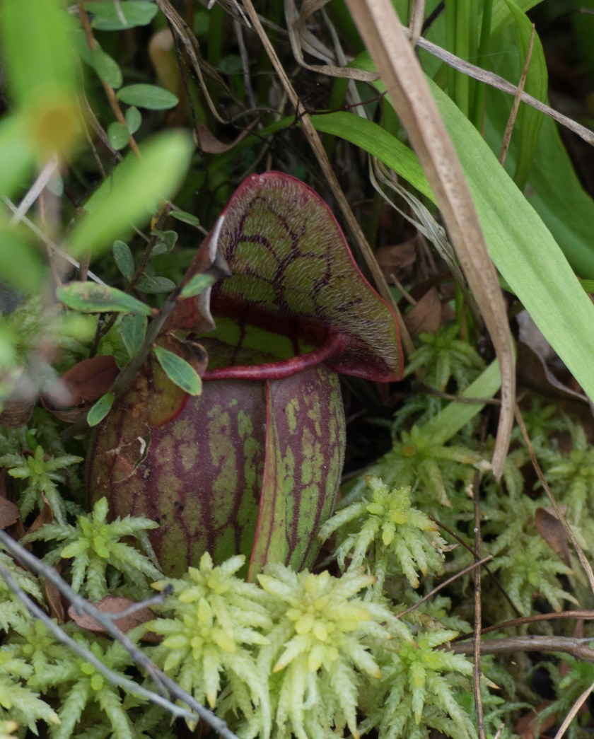 Pitcher plants at Holt Pond