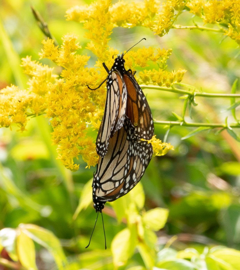 Monarchs mating