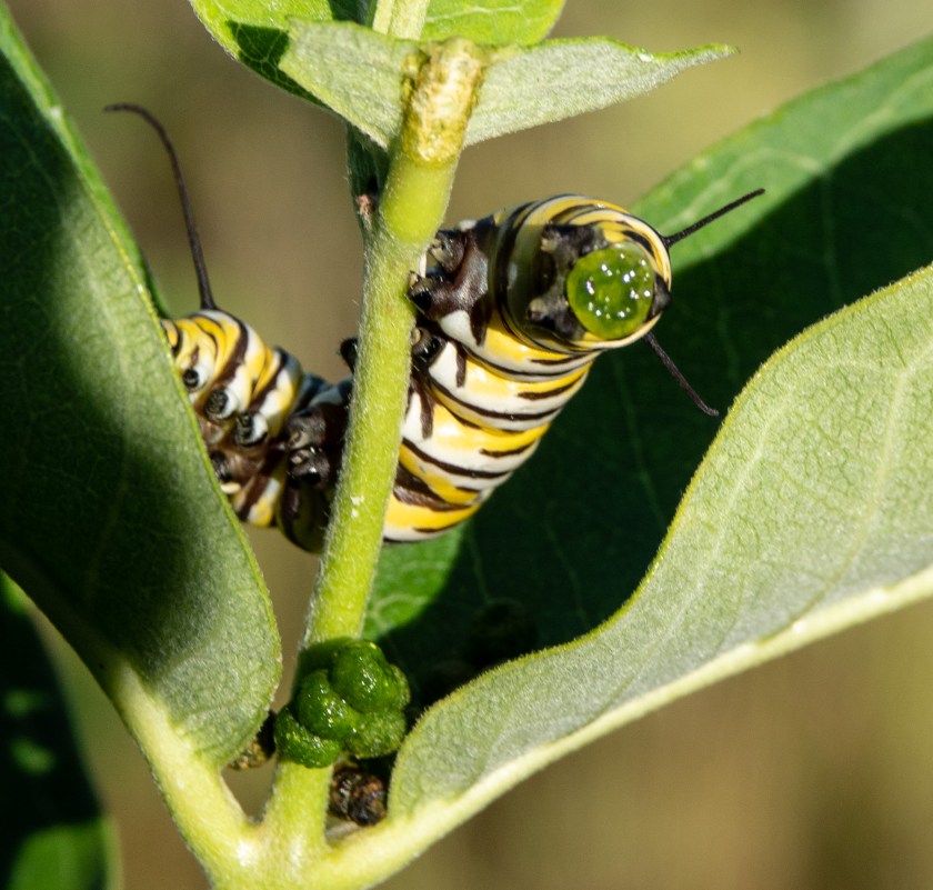 Monarch caterpillar