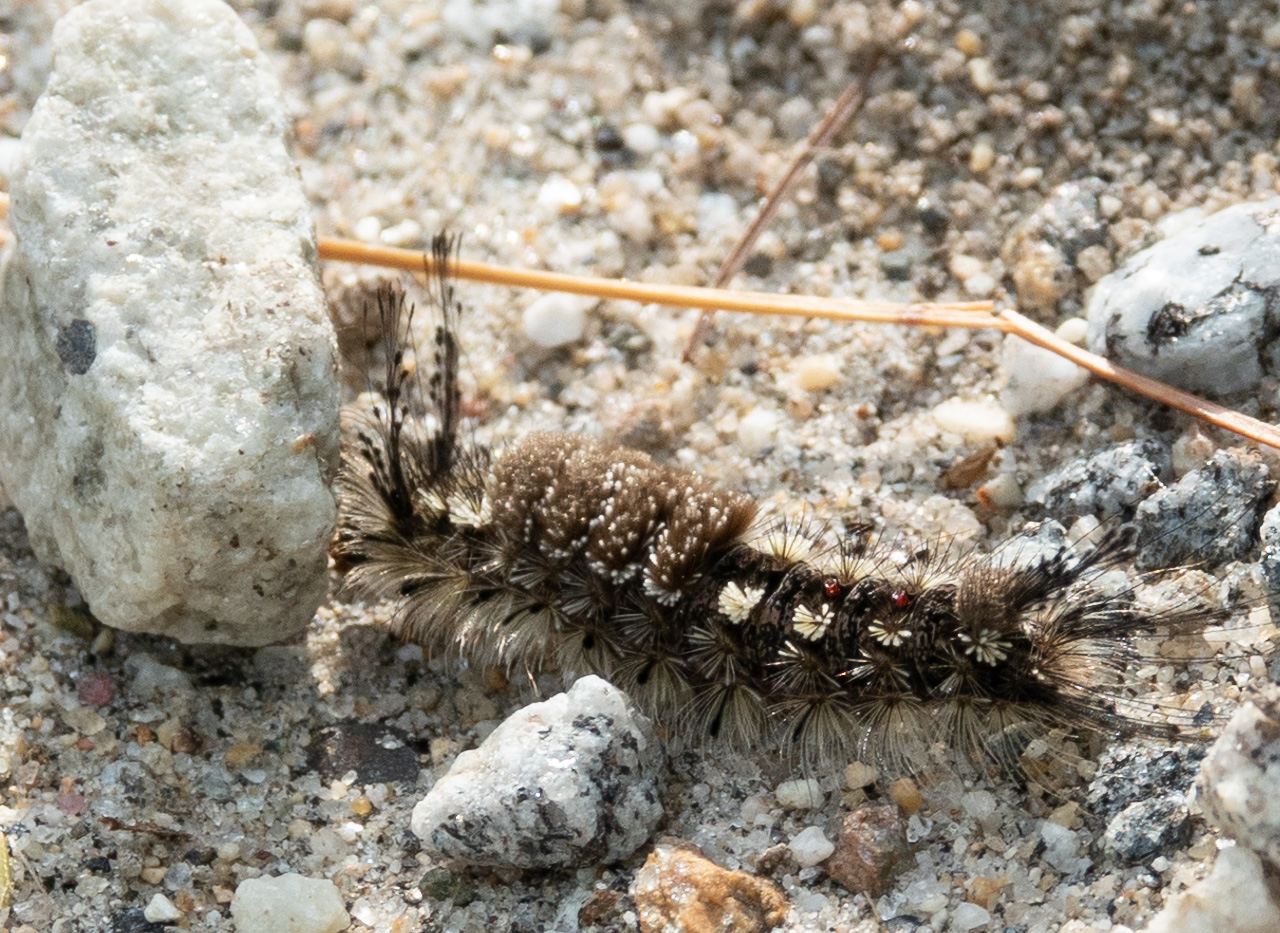 Pine tussock moth caterpillar