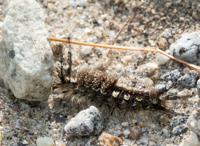 Pine tussock moth caterpillar