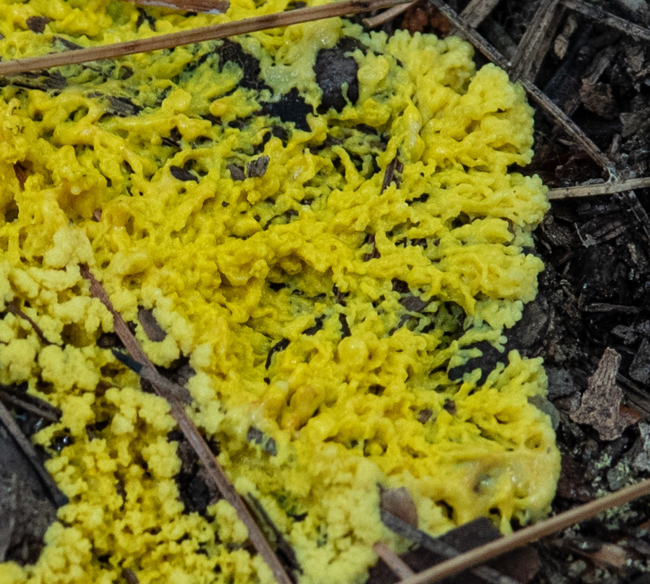 Dog Vomit Slime mold or Scrambled Egg slimemold.