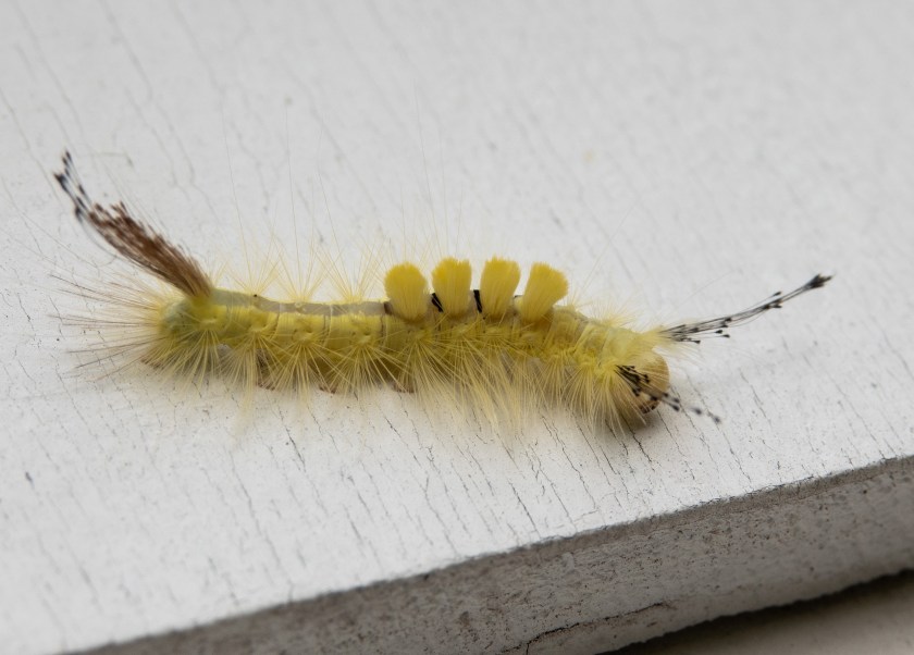 White-marked Tussock Moth, Orgyia leucostigma