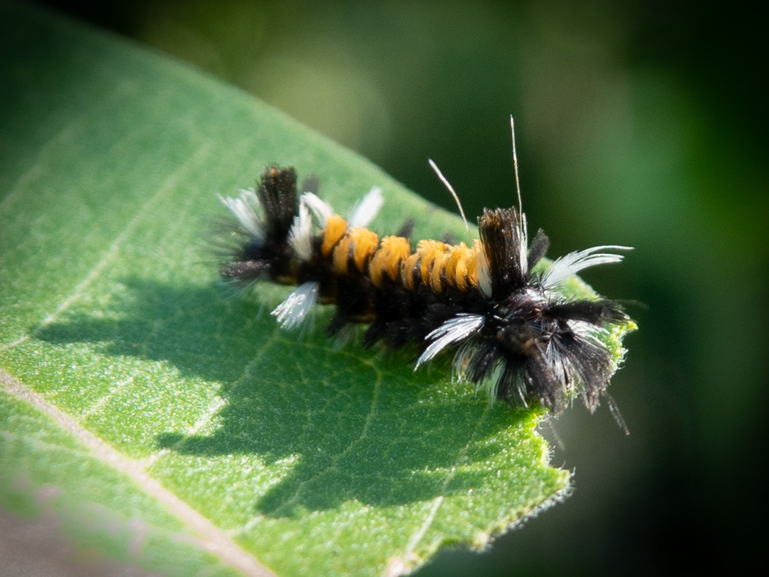 Milkweed tussock moth
