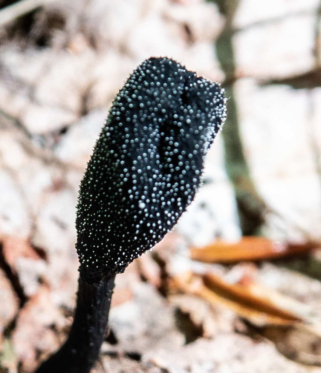 Tolypocladium ophioglossoides