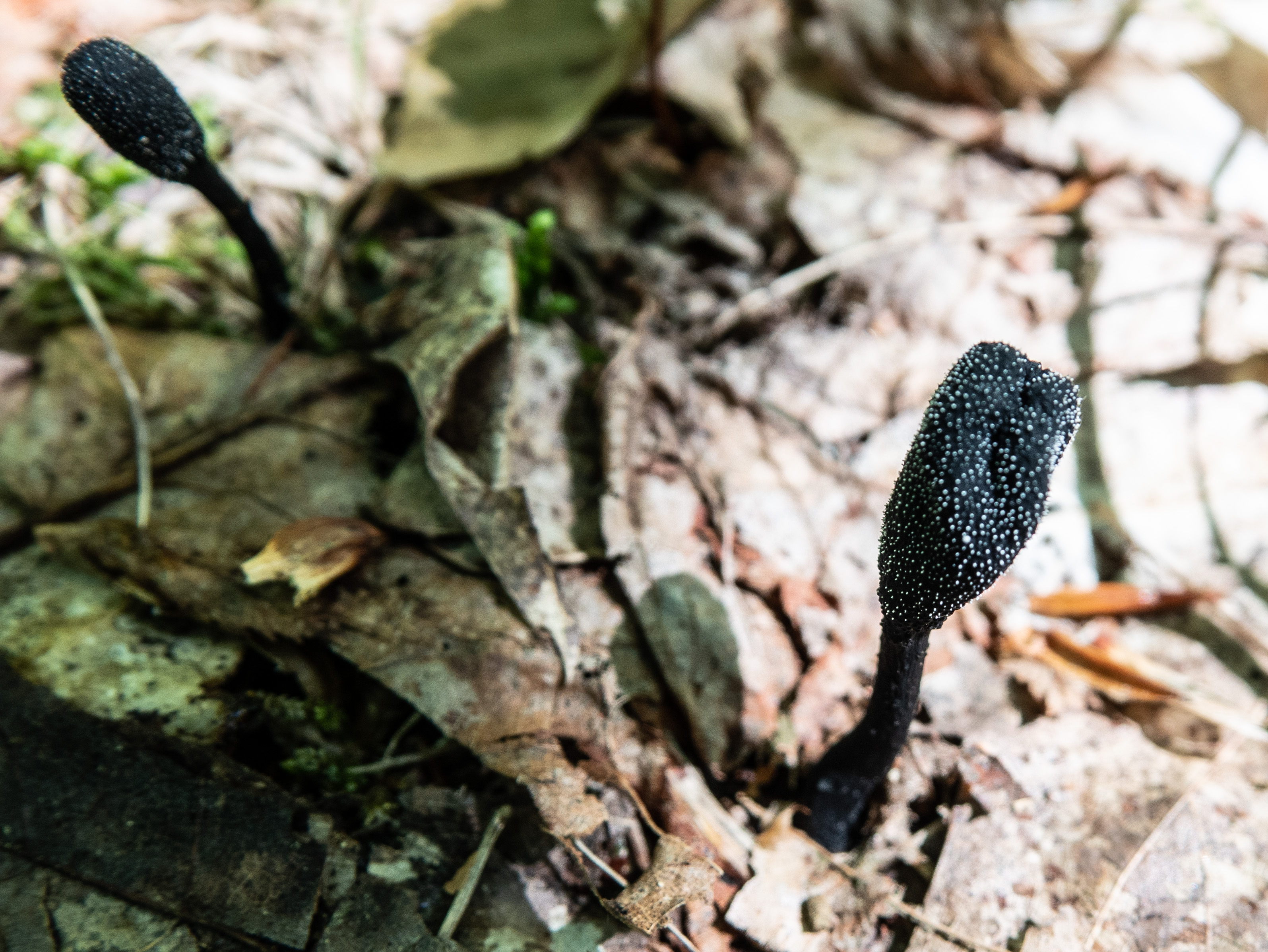 Tolypocladium ophioglossoides