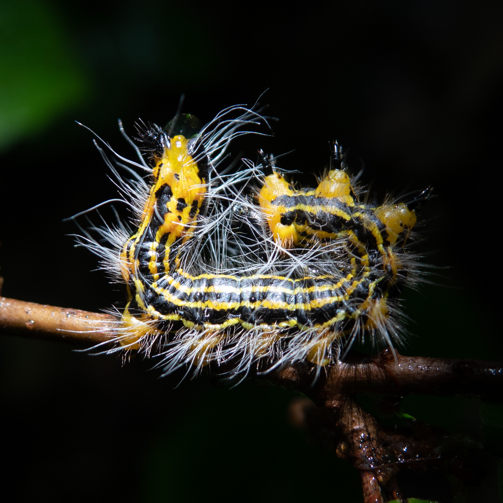 Yellow-Necked Caterpillar