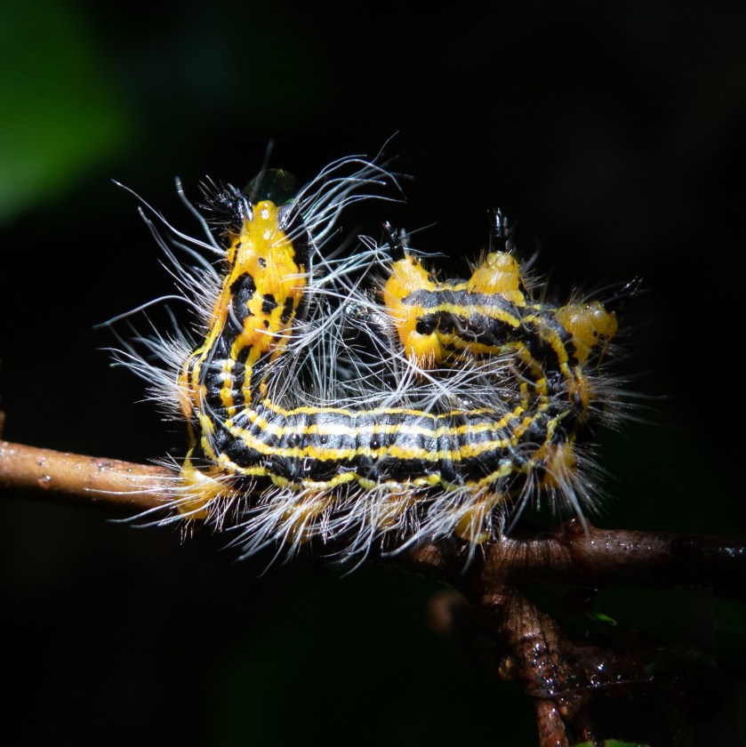 Yellow-Necked Caterpillar