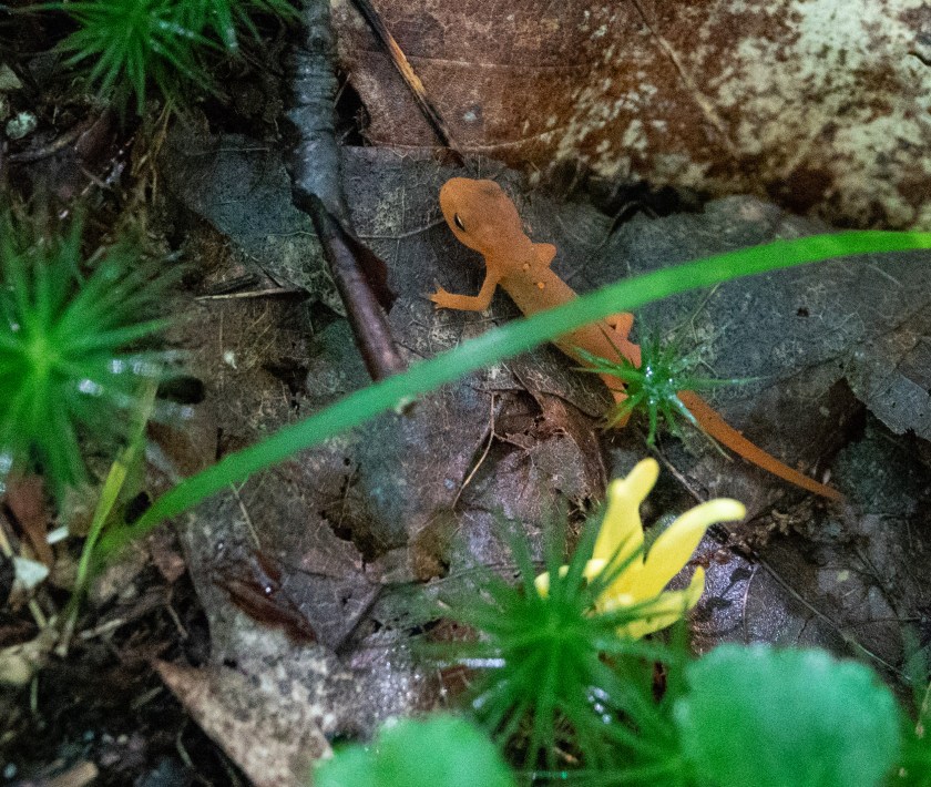 Red eft