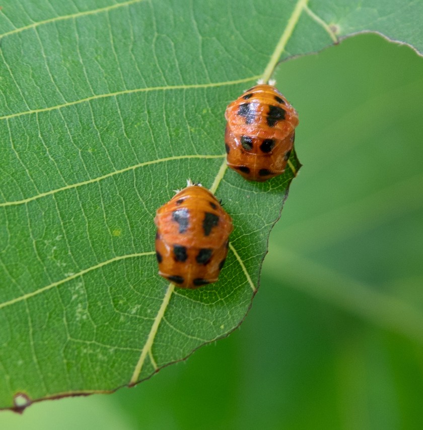 Harmonia axyridis, pupa