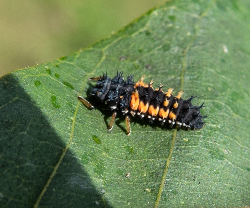 Harmonia axyridis, harlequin ladybird