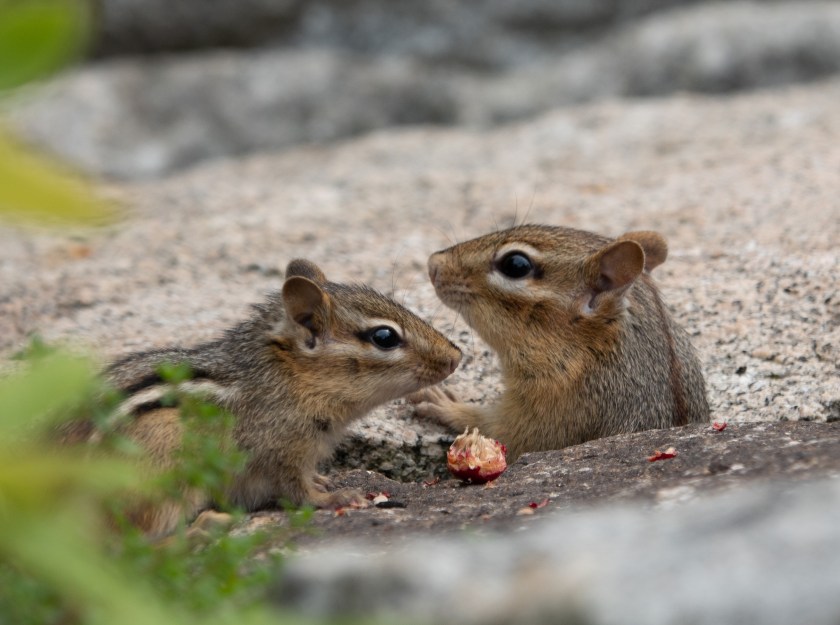chipmunks