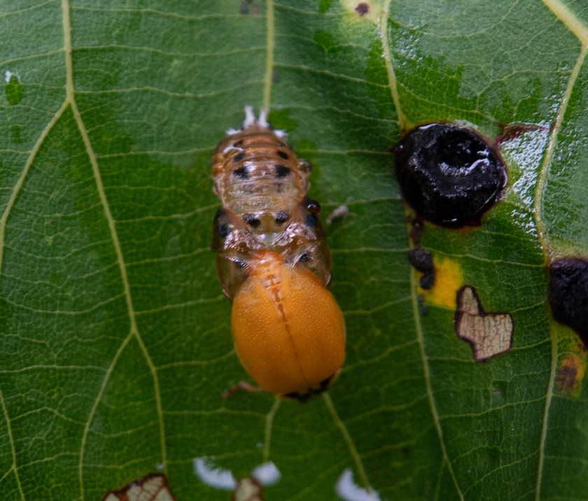 Harmonia axyridis, emerging