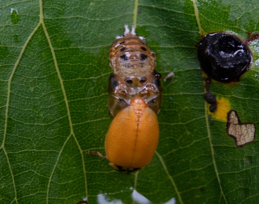 Harmonia axyridis, emerging