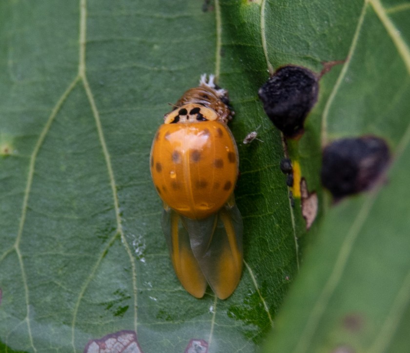 Harmonia axyridis, emerging
