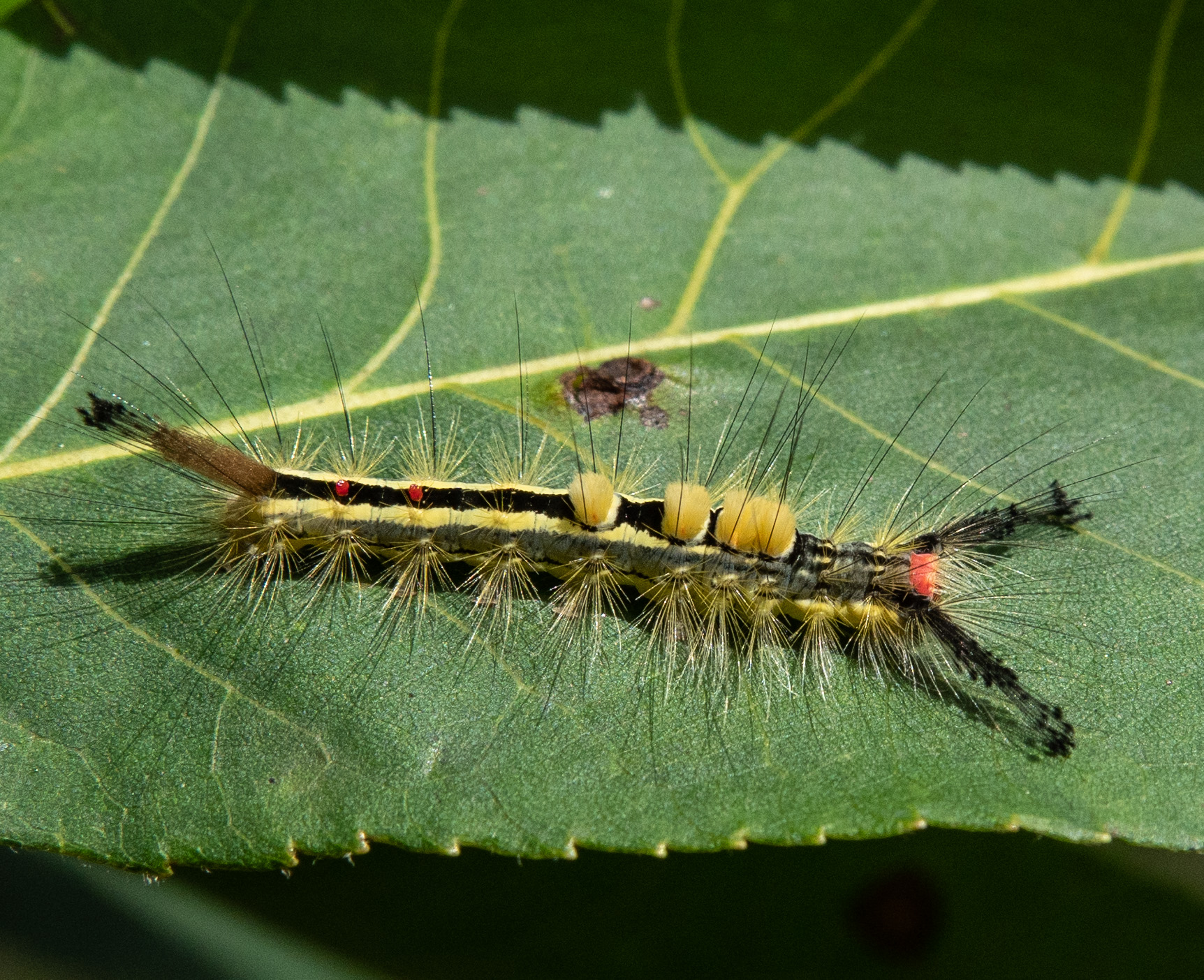 White-marked tussock moth