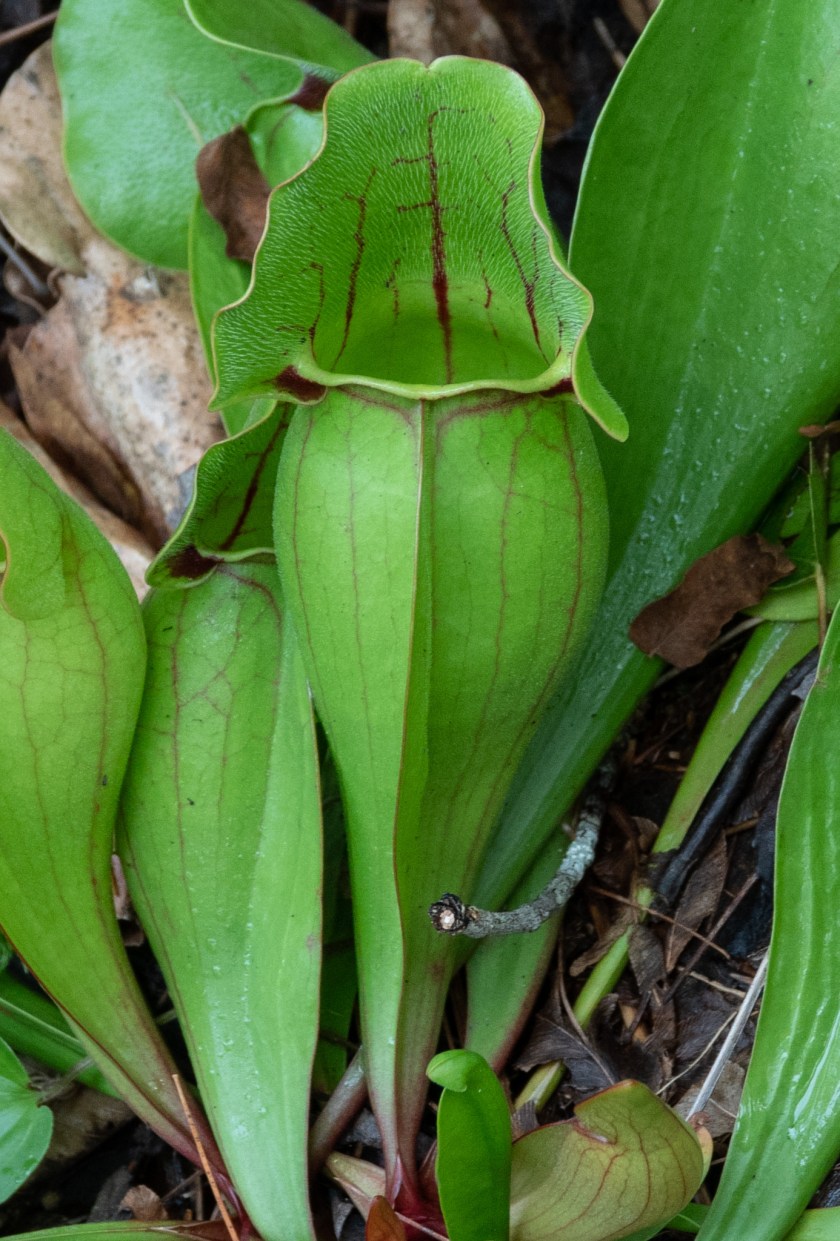 Pitcher plants