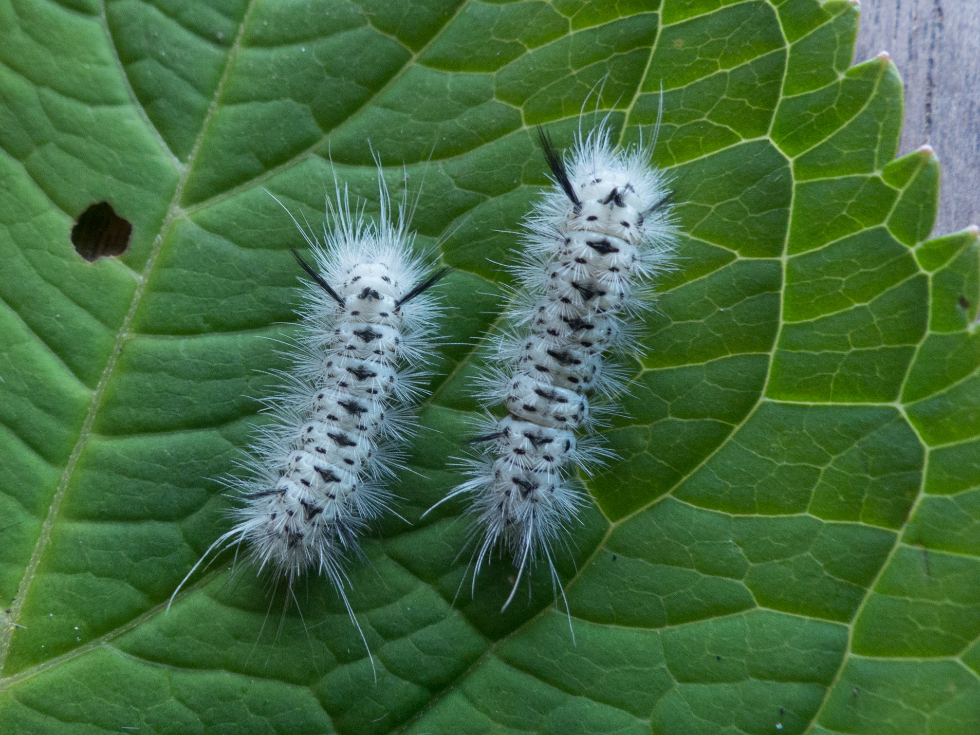 Hickory Tussock Moth caterpillar