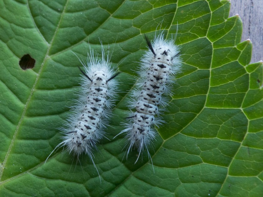 Hickory Tussock Moth caterpillar