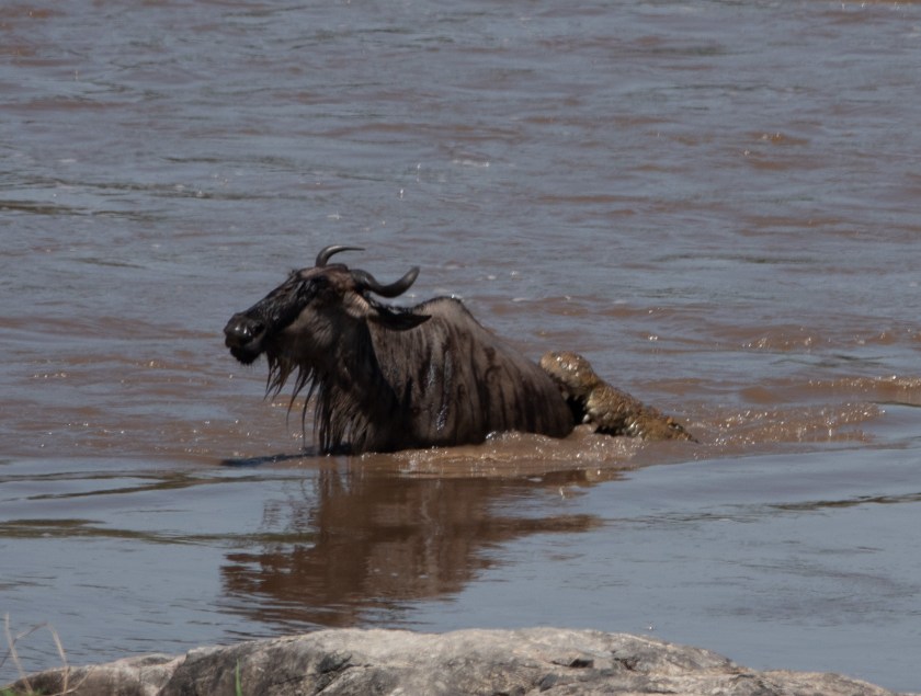 wildebeest