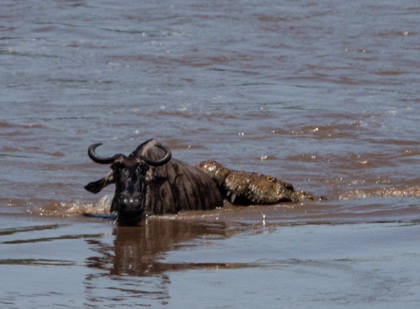 wildebeest