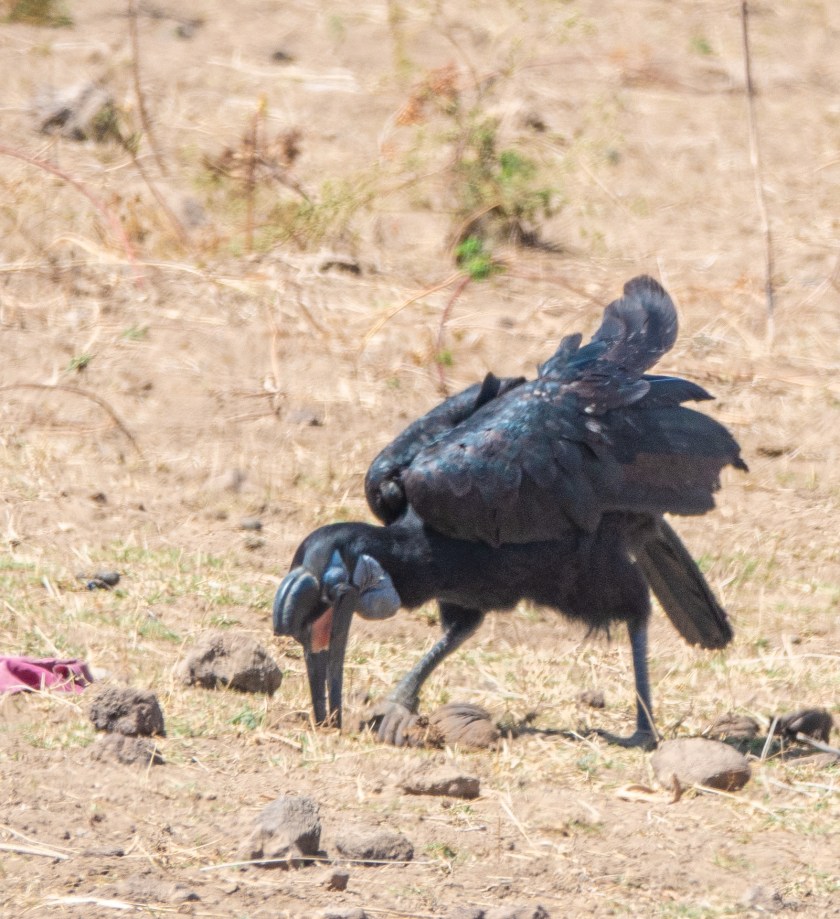 Abyssinian Ground Hornbill