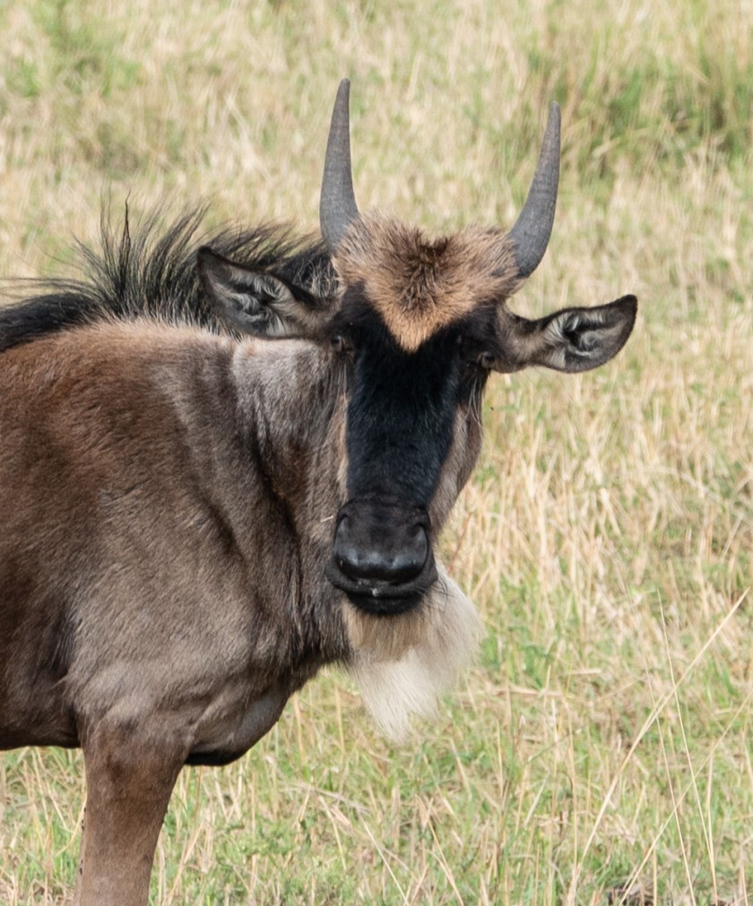 WILDEBEEST