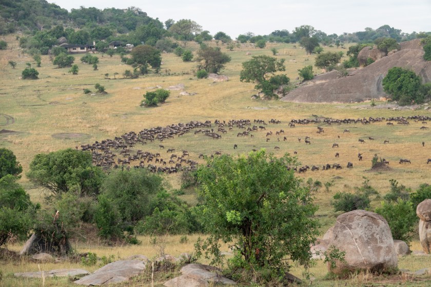 wildebeest