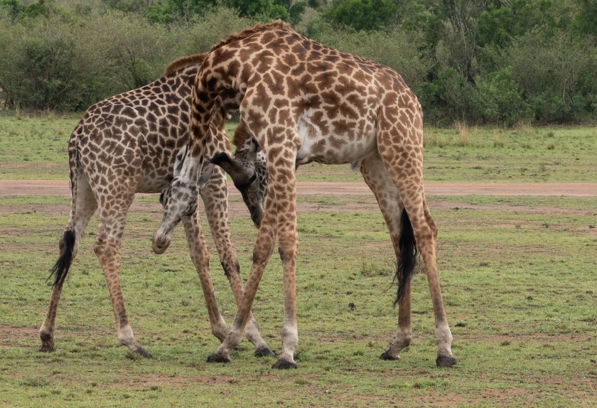 Maasai giraffe