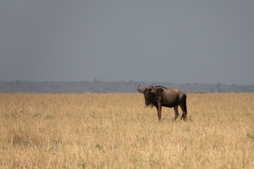wildebeest