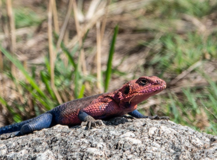 Mwanza Flat-headed rock agama.or Spiderman agama. Male.